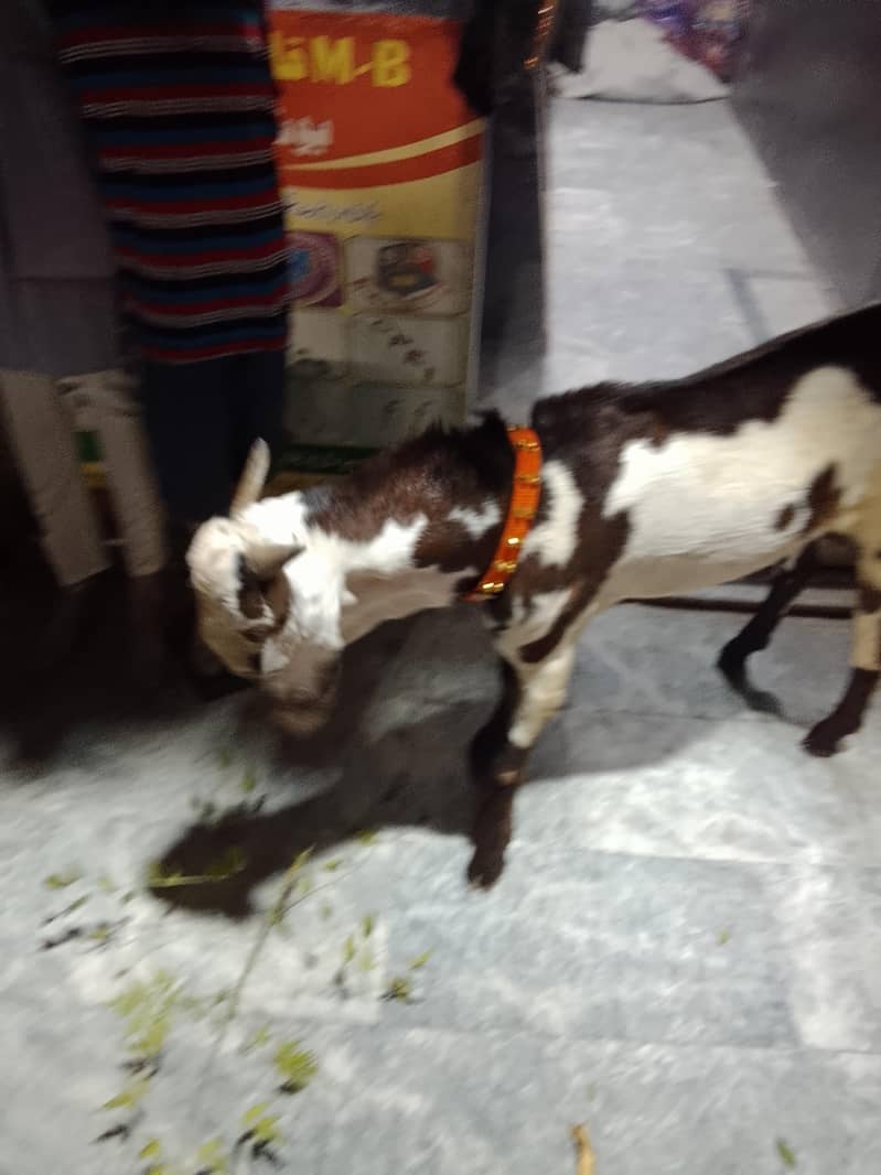 bakra 5