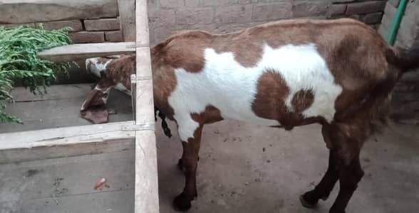 Bakra
