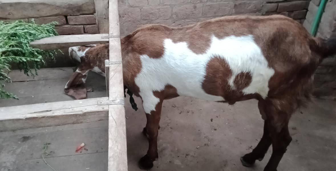 Bakra 0