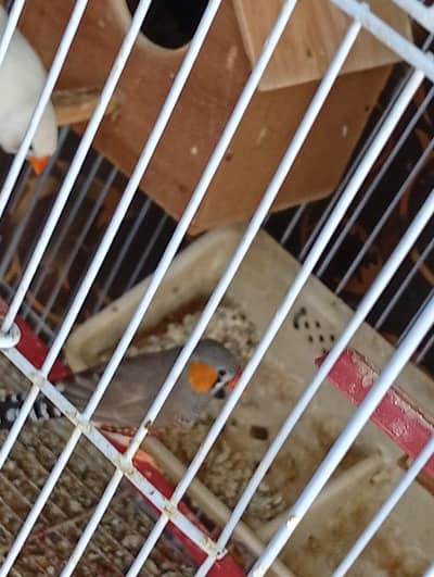 finches