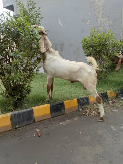 Qurbani Bakra