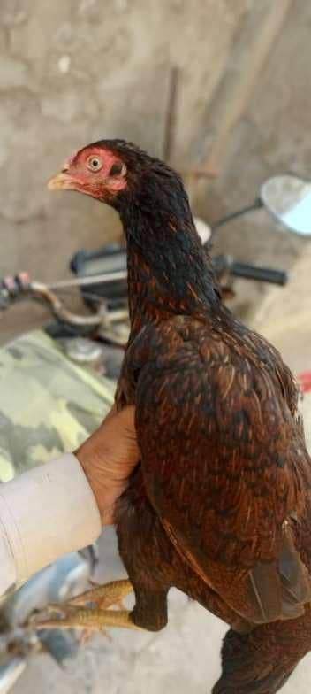 Desi / Aseel Murghi For Sale