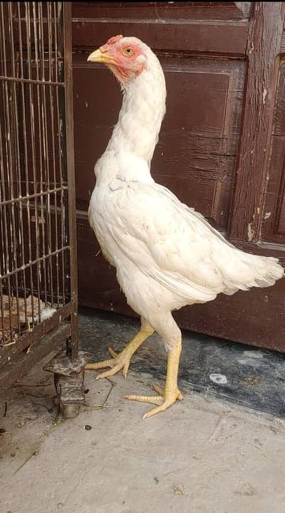 Aseel | Paper white Aseel | Hera Aseel 03065749298