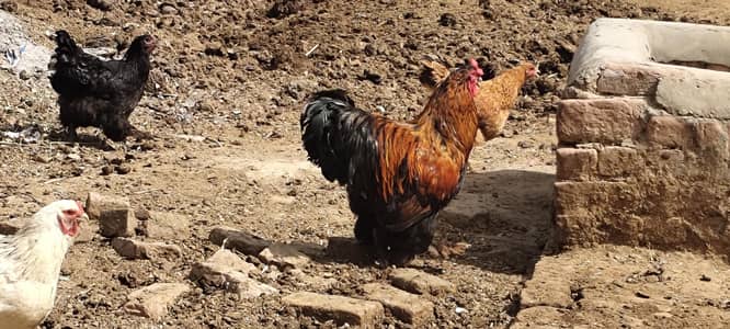 bharama hens
