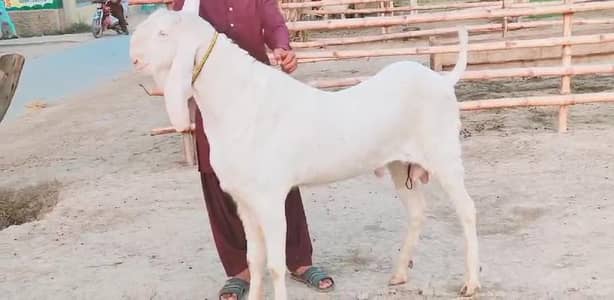 2 Dant Bakra Qurbani ke Liye  for sale _ +03216781933
