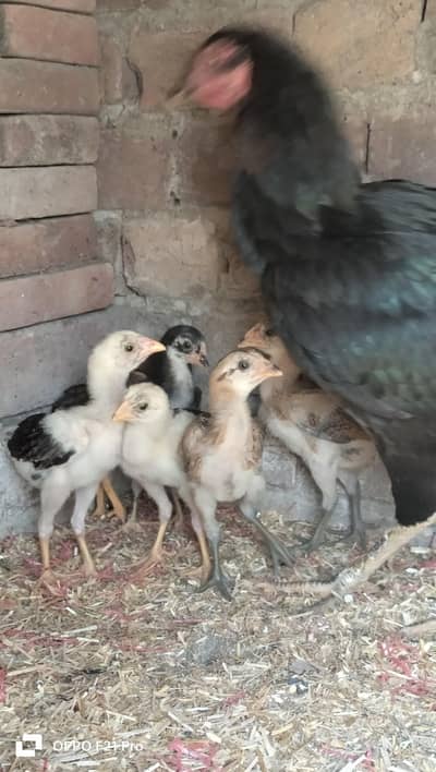 Burmi chiks