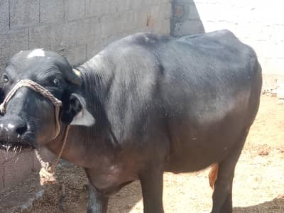 buffalo for sal qurbani 2.80 Lak