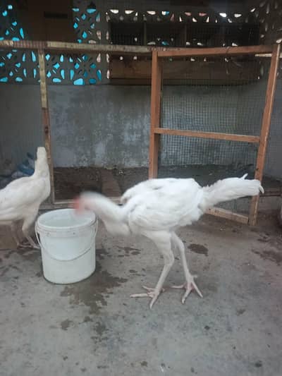 pure Heera urgent sale