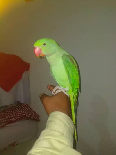 raw parrot