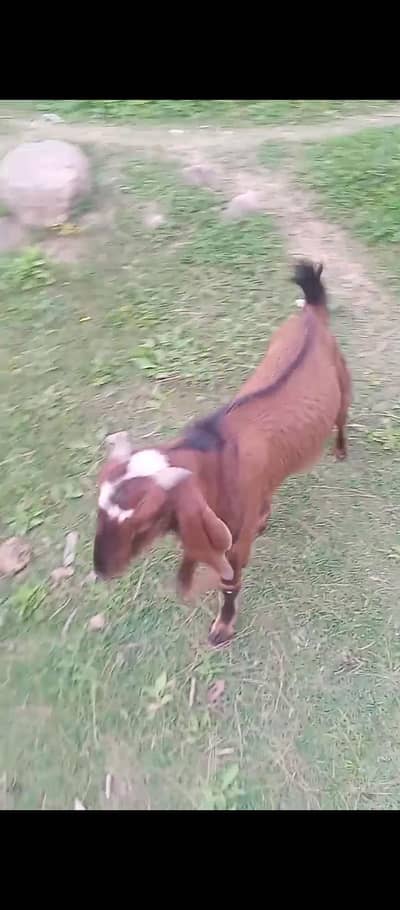 Bakra For Sale Beautiful And healthy