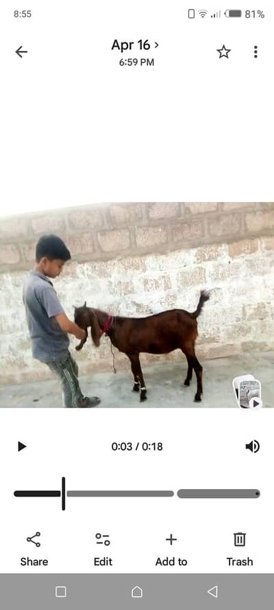 2 dant bakry
