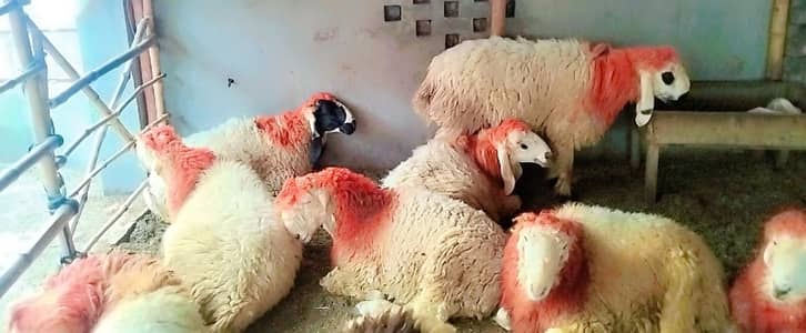 Qurbani K Chatra Bakra For Sale