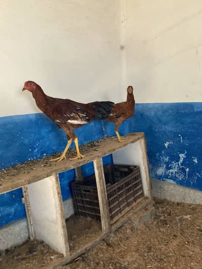 PURE ASEEL HIGH QUALITY PATHAY