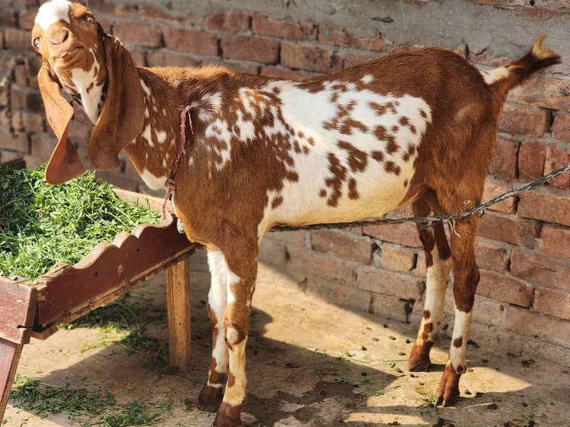 desi bakra 0