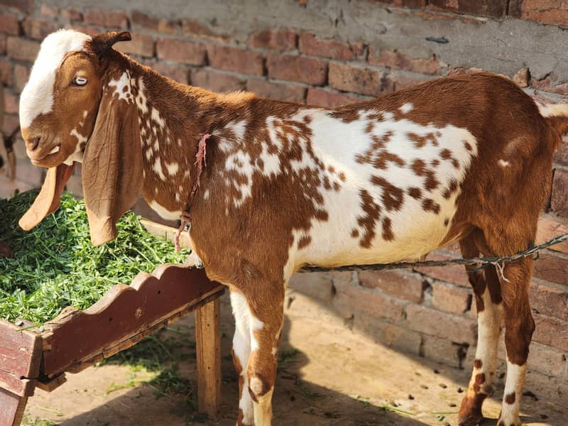 desi bakra 1