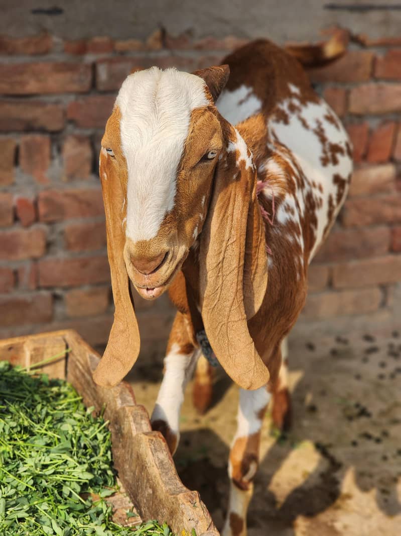 desi bakra 2