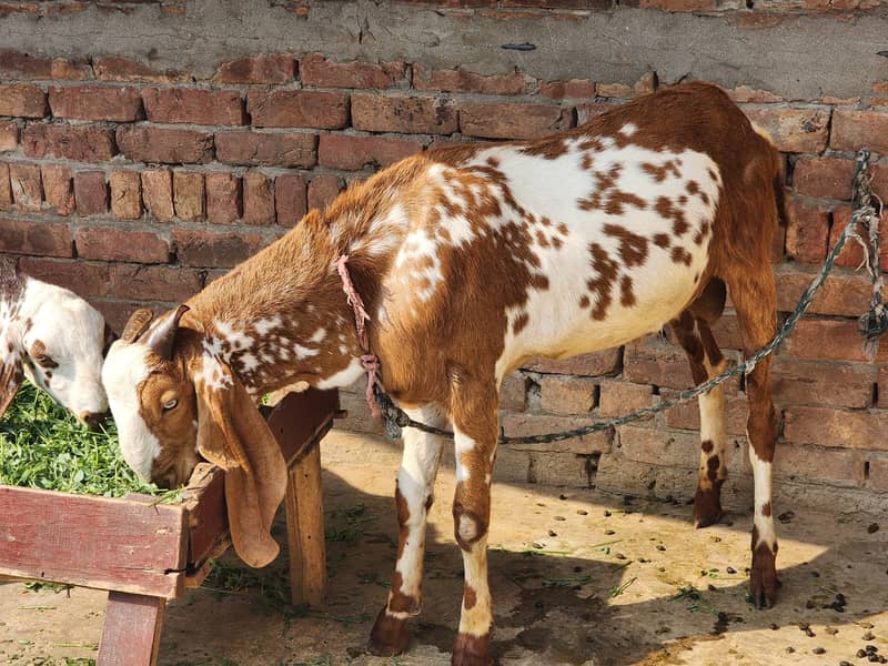 desi bakra 4