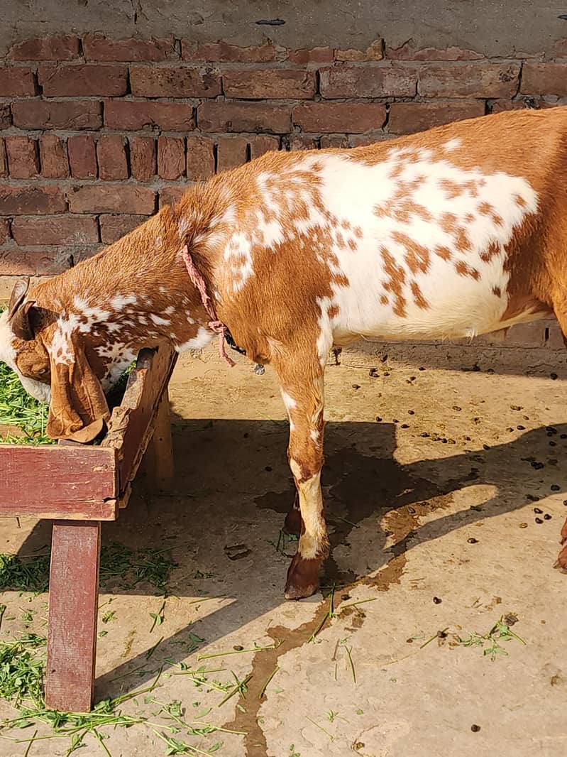 desi bakra 5