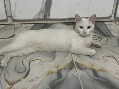 Turkish Agora eight month cat