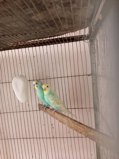 1 Rainbow be dgies pairr and 2 portion cage