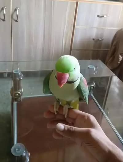 Kashmiri raw parrot for sale