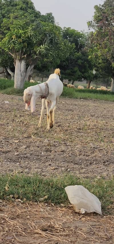 2 dant Male Goat