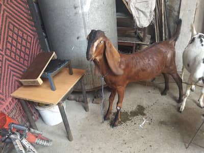 bakray for sale
