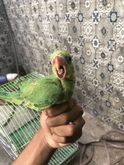Green parrots chicks for sale
