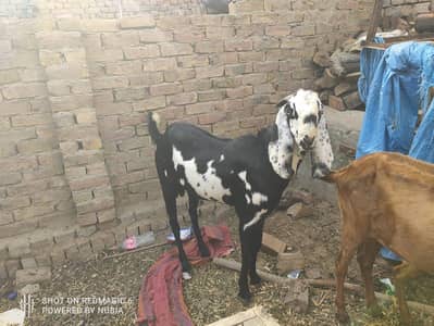 2 Bakra For Sale 160