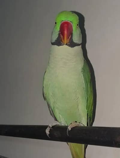 Kashmiri raw parrot for sale
