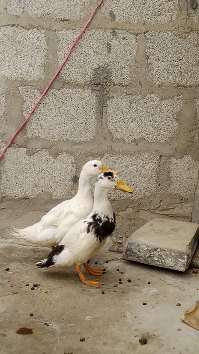 ducks