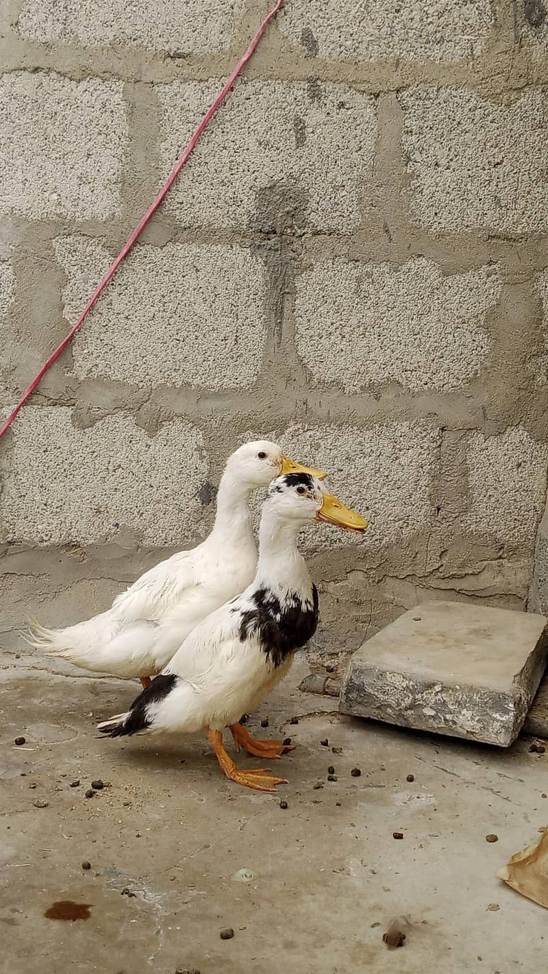 ducks 0