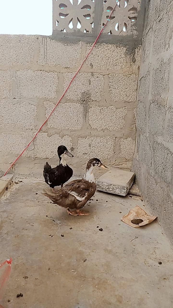 ducks 1