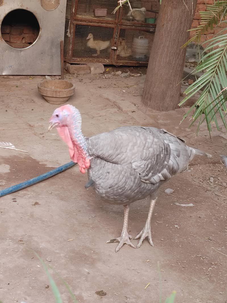 Turkey bird 0