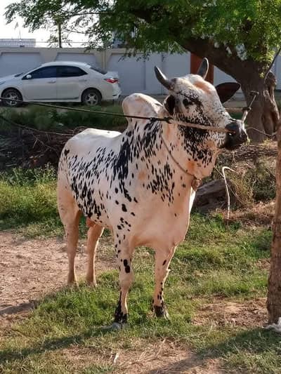 Qurbani bull 03155072016