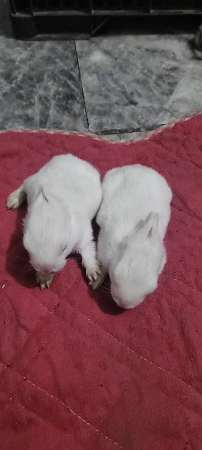 Rabita Pair/single