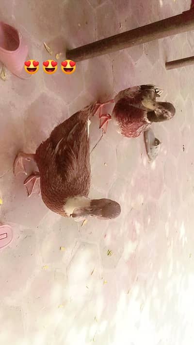 Ducks for sale