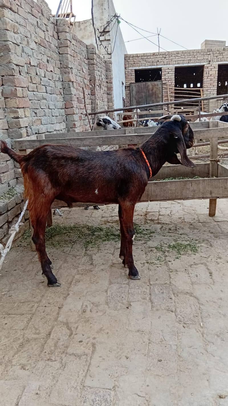 Do Dant Bakra 0