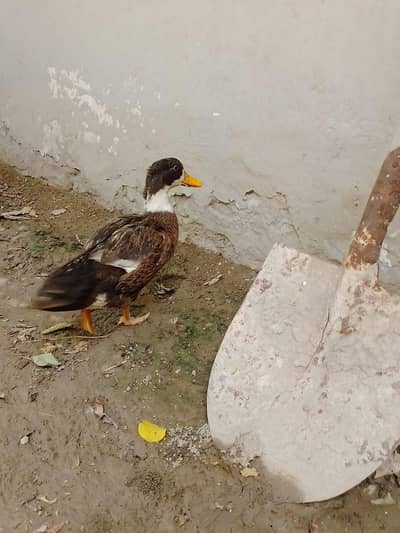 ducks healthy beautiful. . . . 03226968556