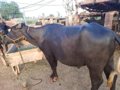 Qurbani k ktta