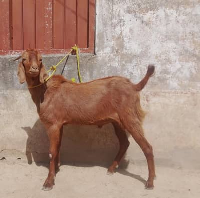 Bakra for sale