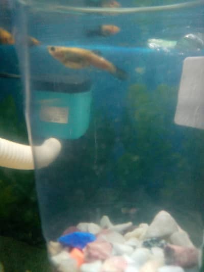 3ft Aquarium, 7 fishes, 2 fry, 20 1 month molies baby