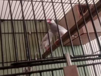 silver java breeder pair