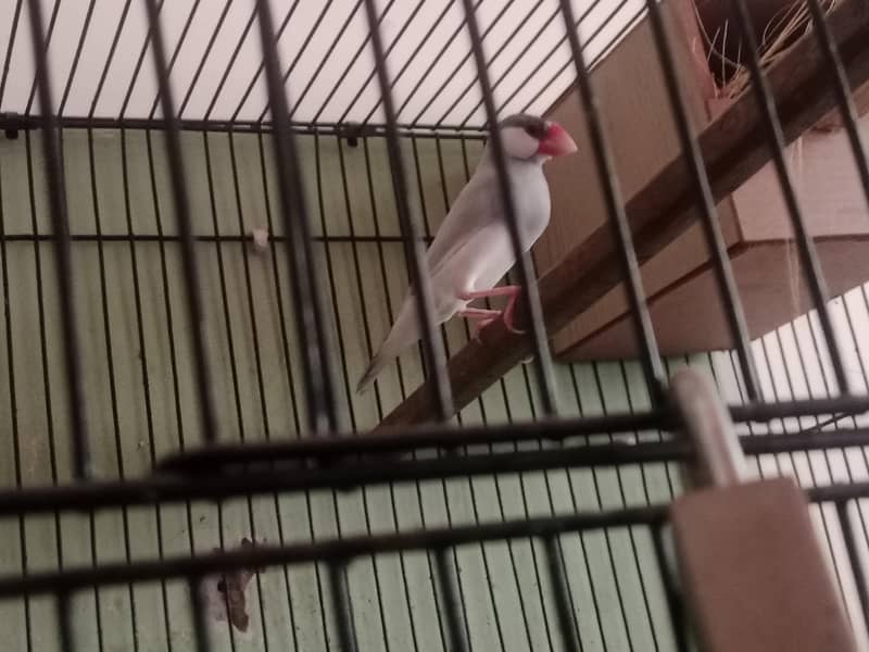 silver java breeder pair 1