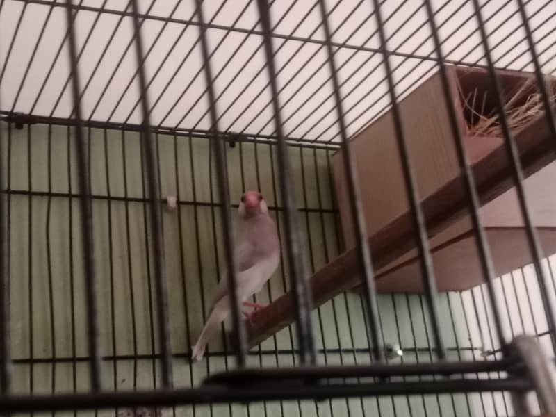 silver java breeder pair 2