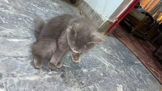 double court cat gray color cati