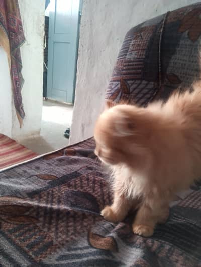 shahmir