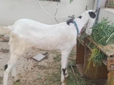Desi Bakray for Sale   ( limited stock available)