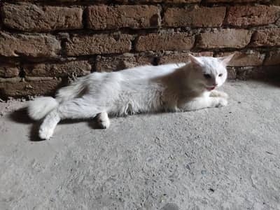 rusion cat