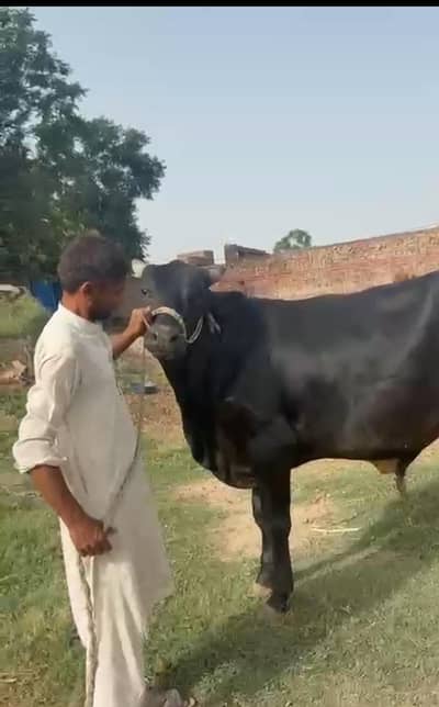 bachray for sale munasib rate pe jo bhai lena chahta rabta kry